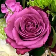 Роза чайно-гибридная Блюберри (Blueberry)